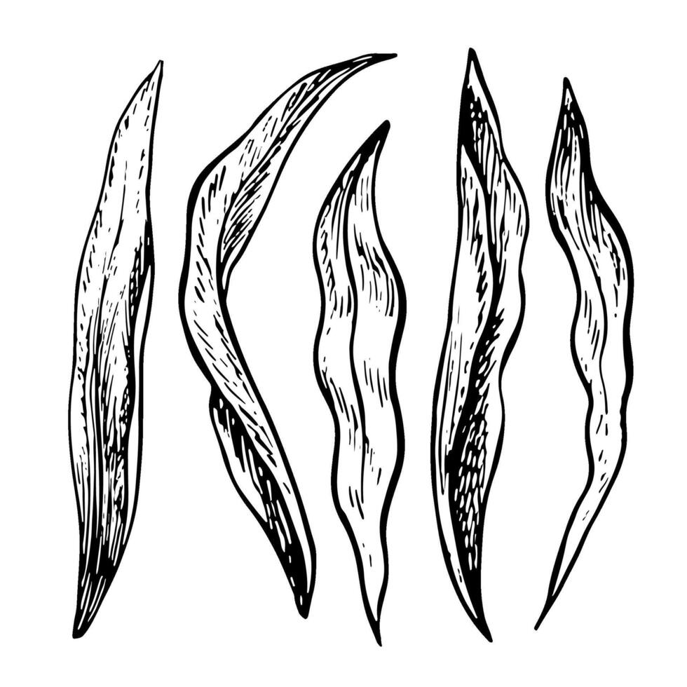 Leaves of flowers. A set of leaves of tulips, daffodils and other flowers. A black and white graphic illustration made by hand. Design elements. Highlighted on a white background. vector