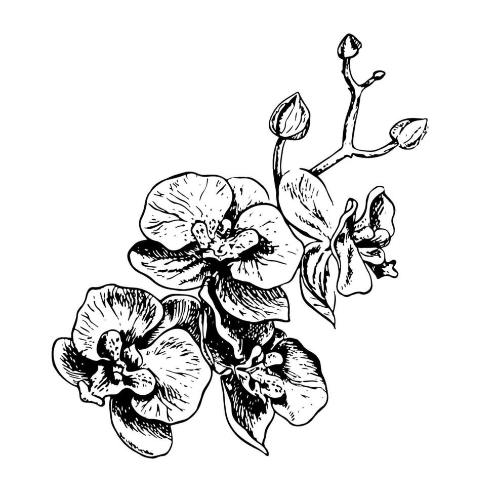 Orchid. A black and white graphic illustration made by hand. A blooming orchid branch. A design element. Highlighted on a white background. For packages, labels and flyers, posters and banners. vector