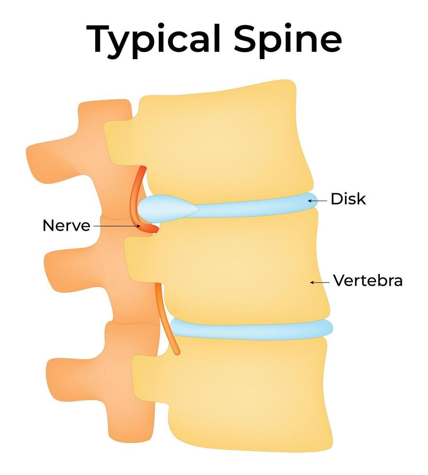 Typical Spine Science Design Illustration Diagram vector