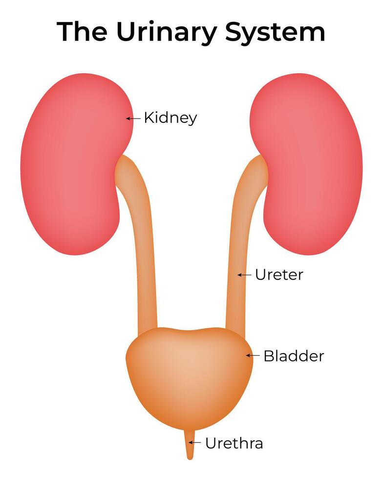 The Urinary System Science Design Illustration Diagram vector