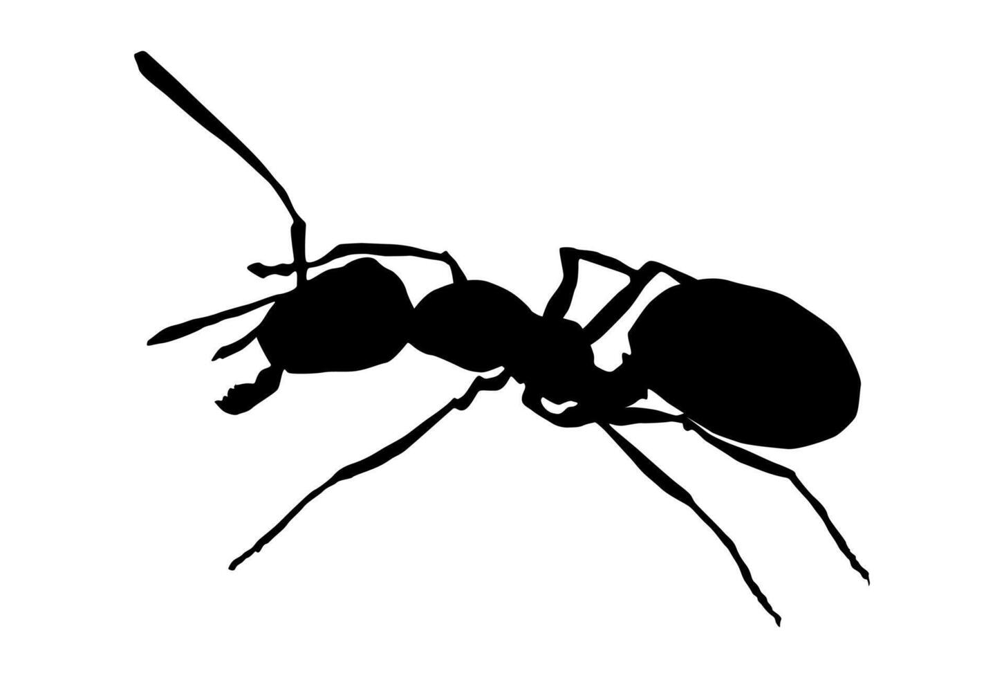 Black Ant Silhouette Minimalist Design for Insect Art vector