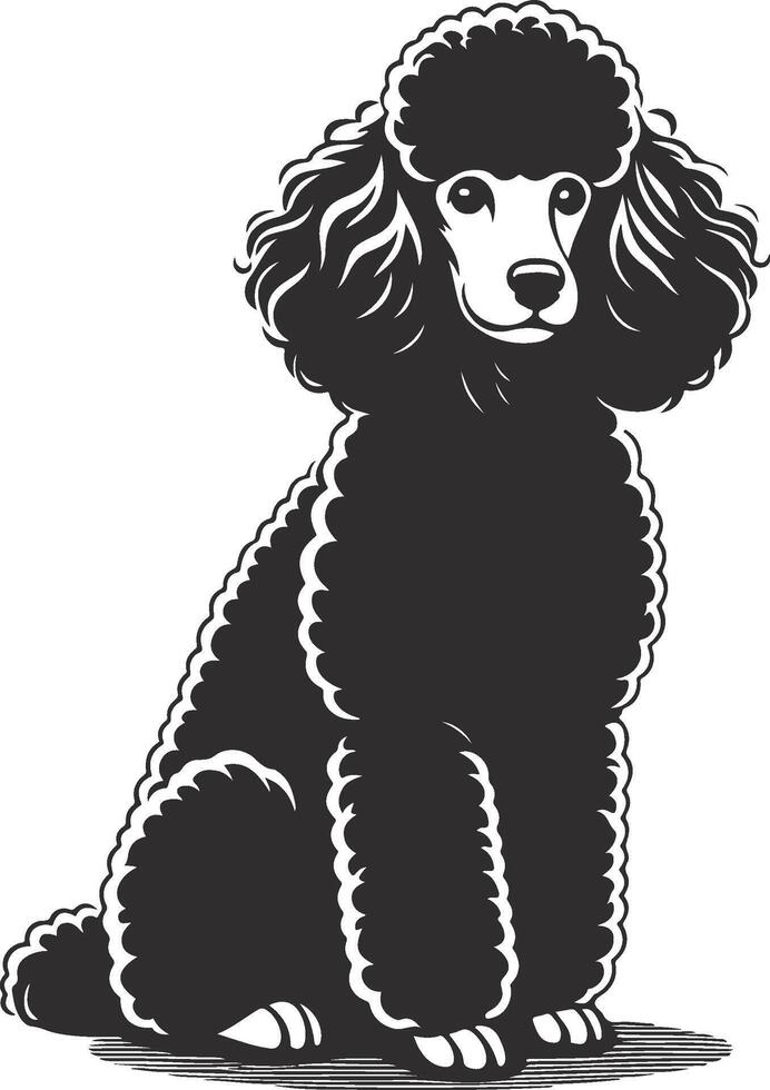 A black poodle sitting down on a white background vector