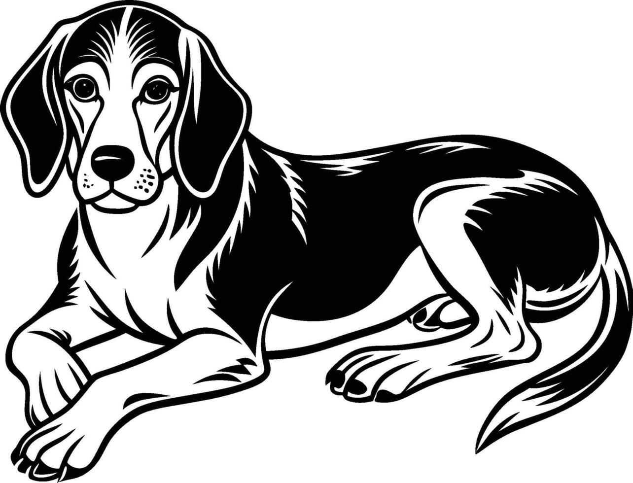 Beagle Dog white background vector