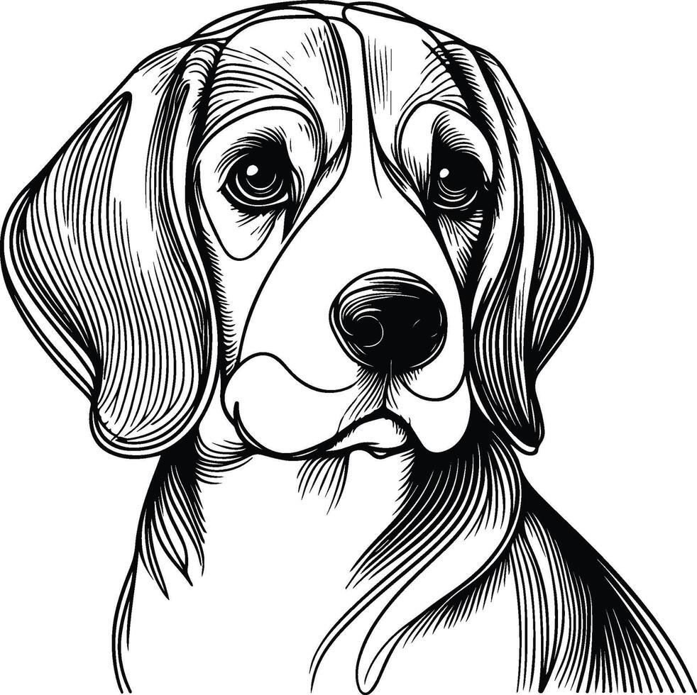 Beagle dog coloring pages 50016981 - Beagle Dog Coloring Pages Vector 