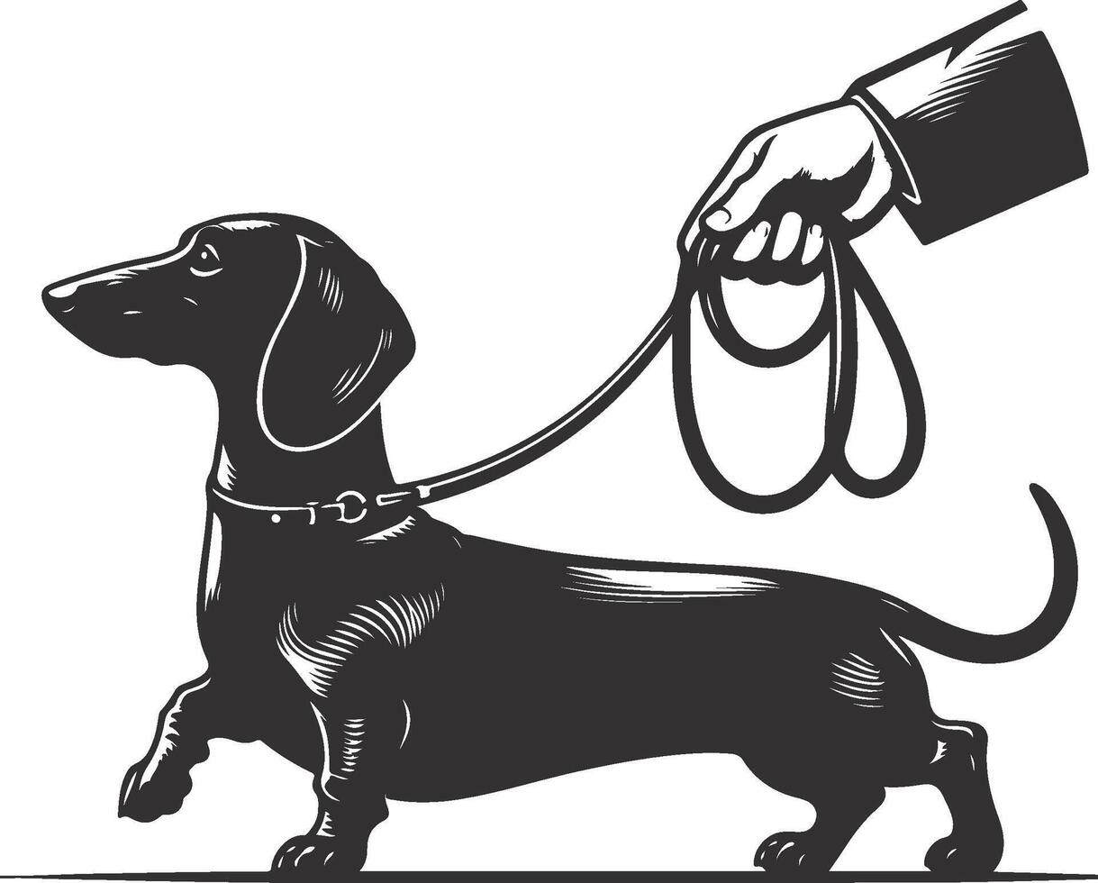 A black and white illustration of a dachshund being led by a man vector