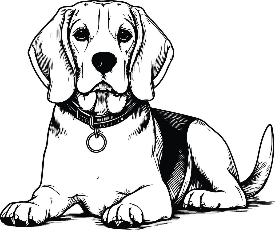 A beagle dog is sitting down in a drawing vector