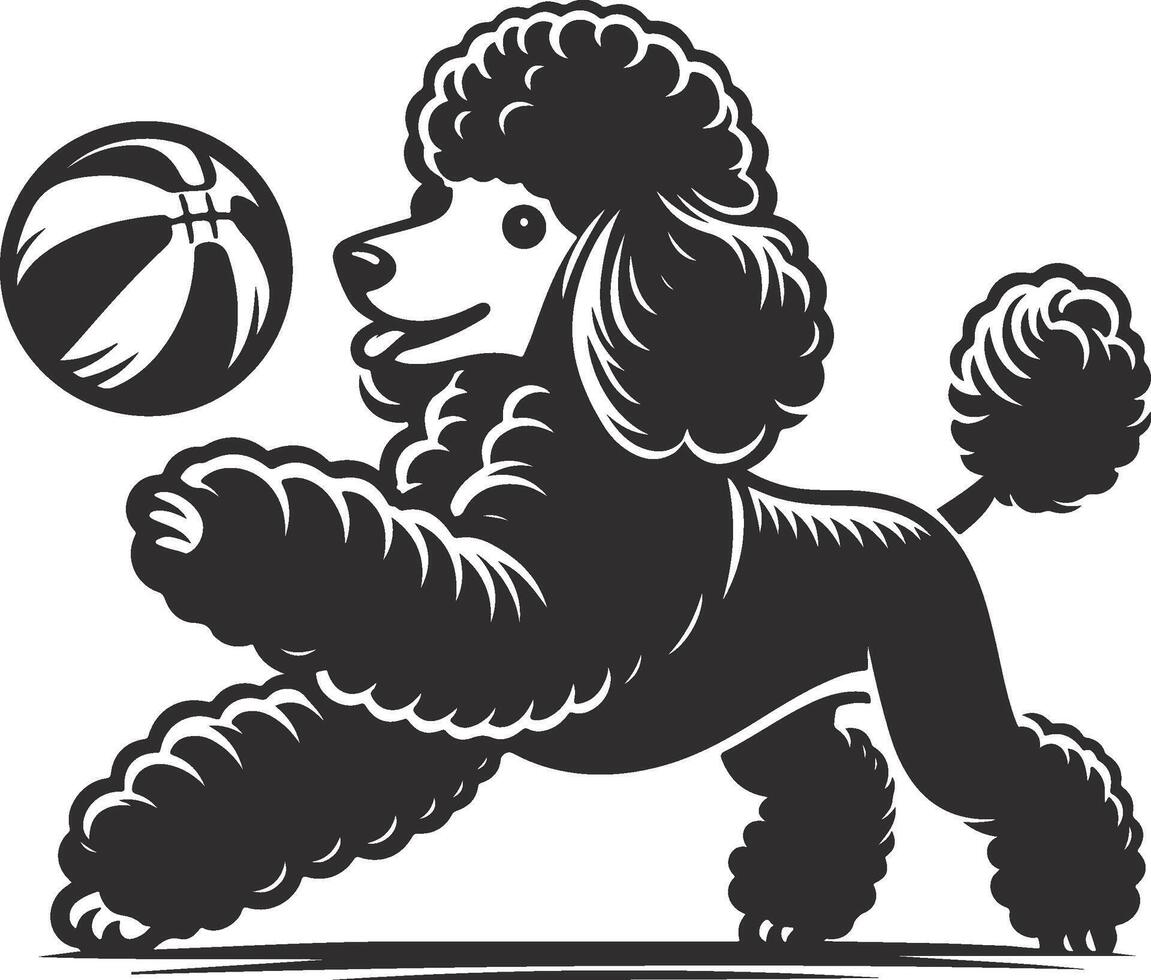 A black and white poodle playing with a basketball vector