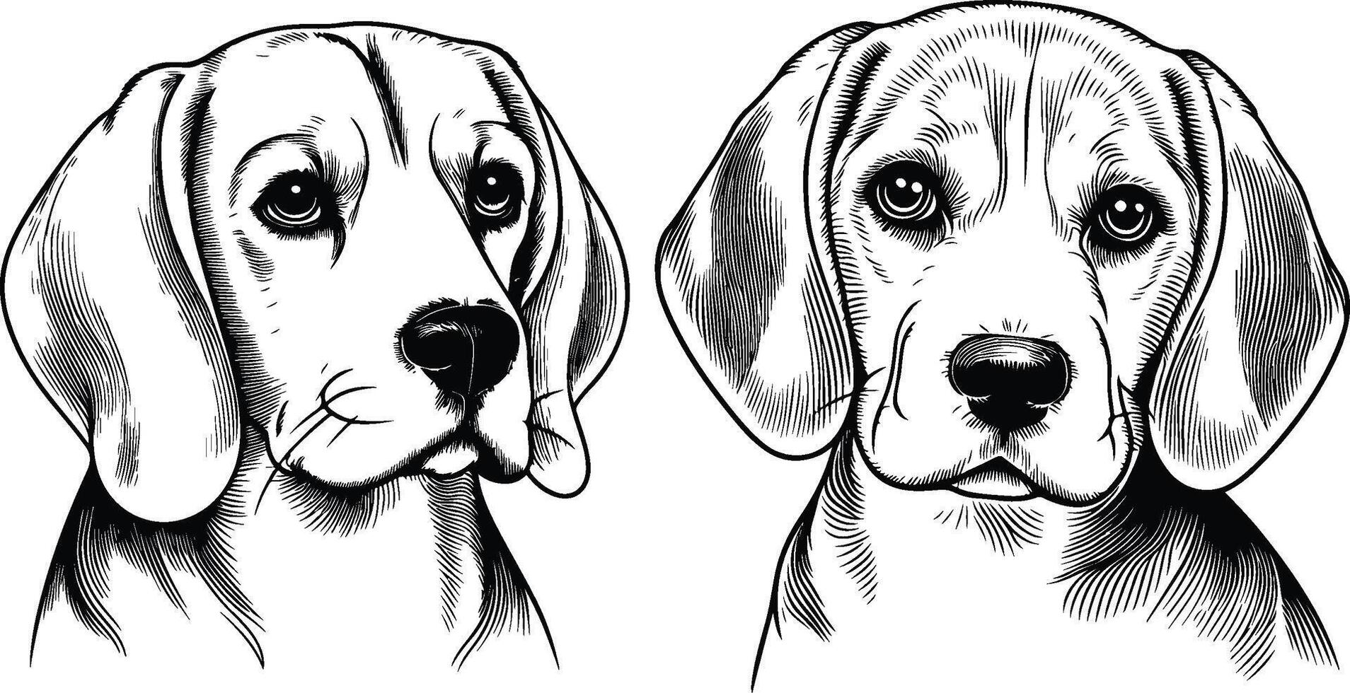 Beagle dog coloring pages 50017089 - Beagle Dog Coloring Pages Vector 