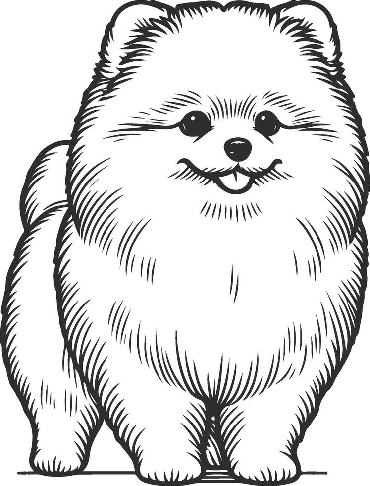 Pomeranian coloring pages vector