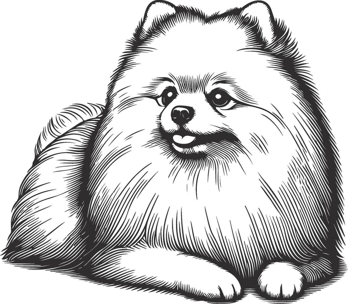 Pomeranian dog coloring pages vector