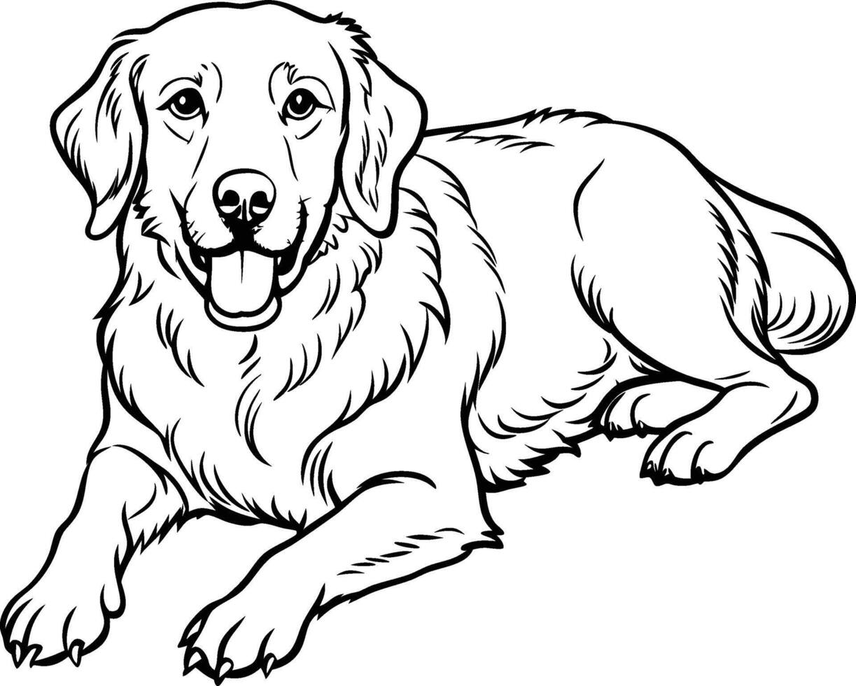 Golden retriever coloring pages vector