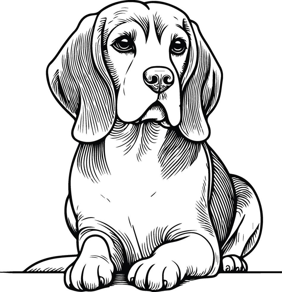 Beagle dog coloring page 50017222 - Beagle Dog Coloring Page Vector 