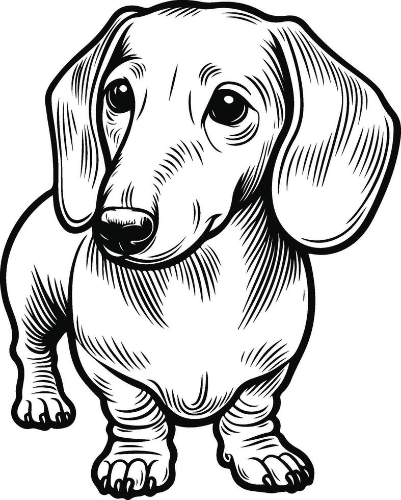 Dachshund coloring pages vector