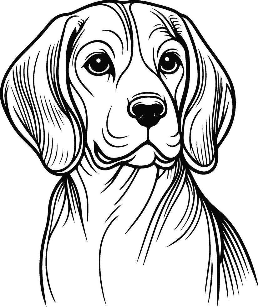 Beagle dog coloring pages 50017416 - Beagle Dog Coloring Pages Vector 
