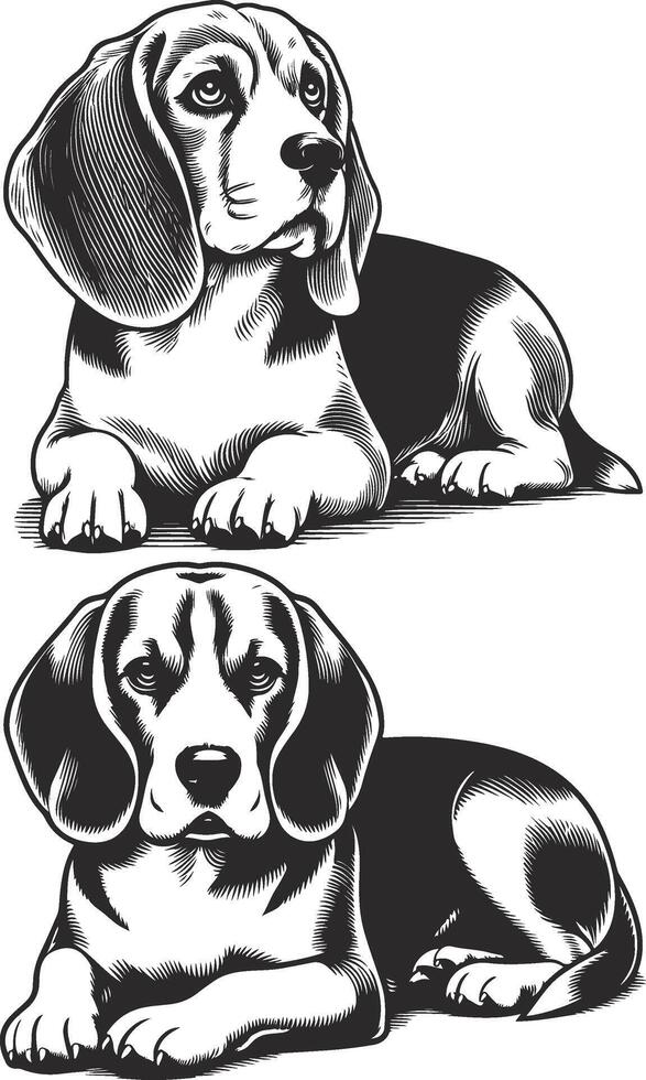 Beagle Dog white background vector