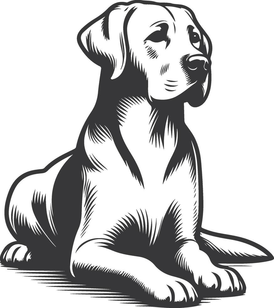 A black and white drawing of a labrador retriever vector