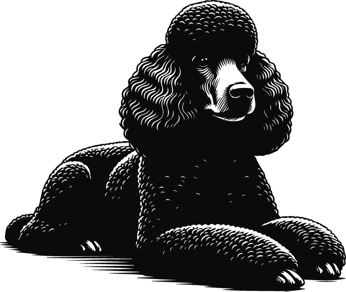 A black poodle sitting down on a white background vector