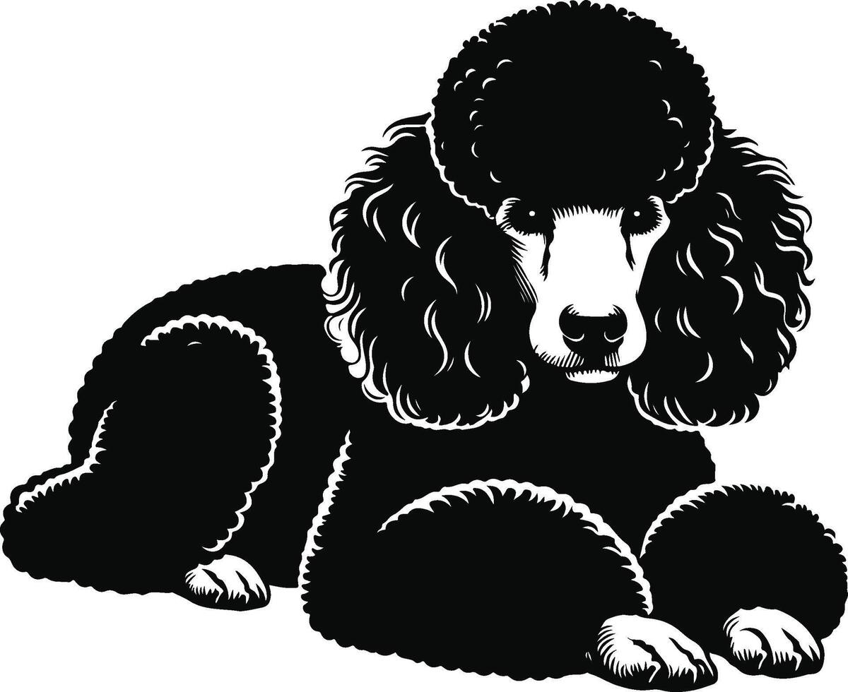 A black and white poodle dog sitting down vector