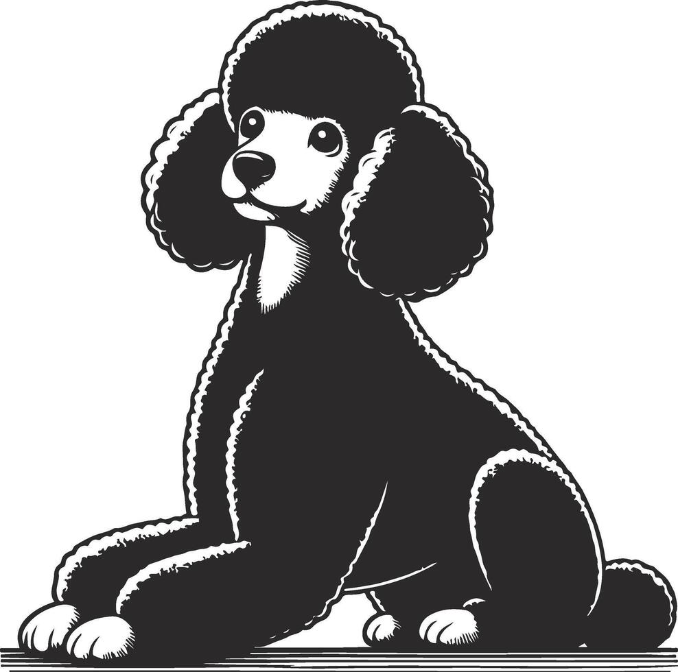 A black and white poodle sitting down vector