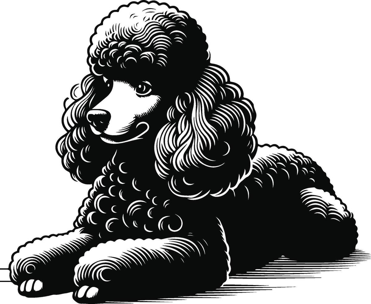 A black and white drawing of a poodle vector