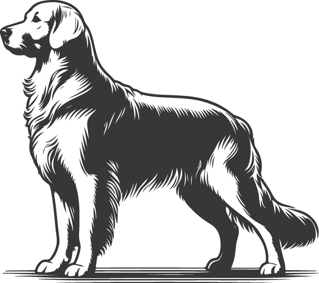 A black and white drawing of a golden retriever vector