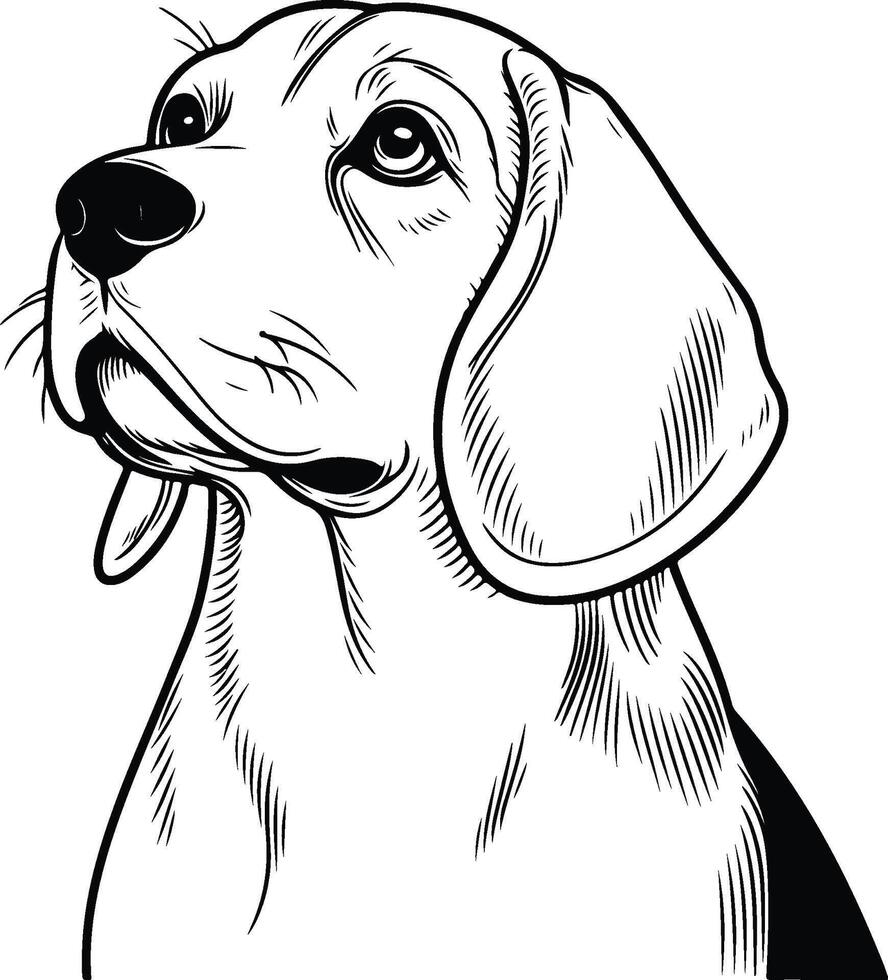 Beagle dog coloring pages vector