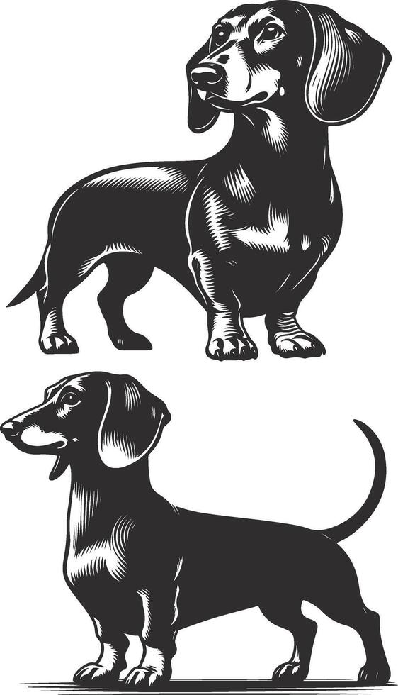 Two black and white dachshunds standing side by side vector