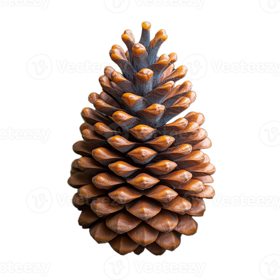 A pine cone is shown in a close up png