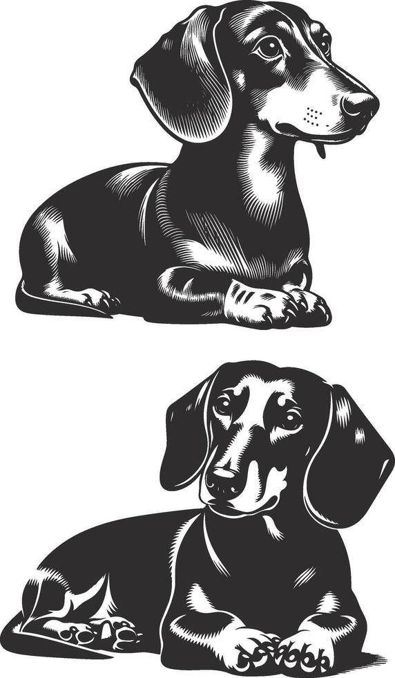 Two black and white illustrations of a dachshund vector