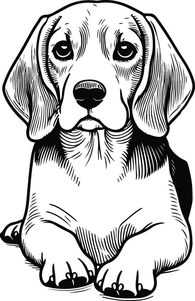 Beagle dog coloring pages vector