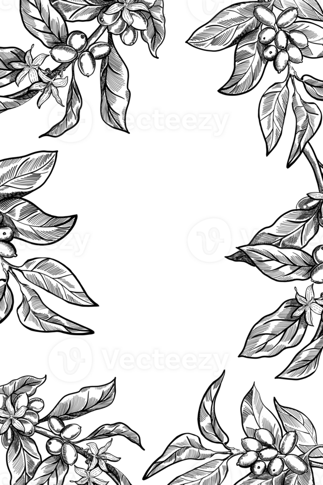 Hand drawn frame with coffee branches in black and white graphic, isolated from background png