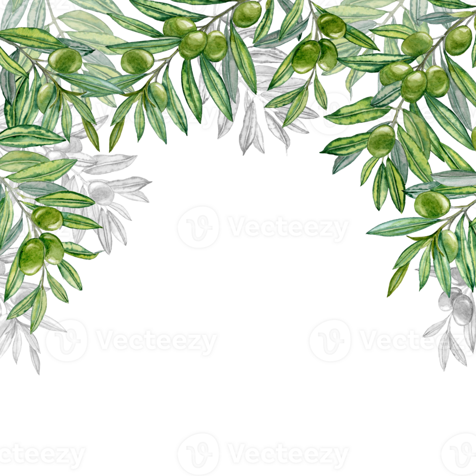 Decoration of olives Branches. Copy Space for Greeting Card or Invitation. png