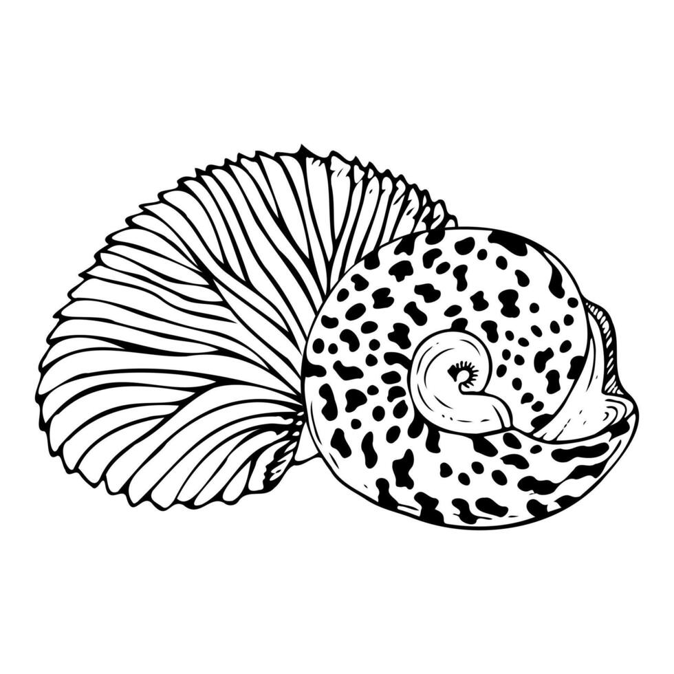 Line Round trochus snail spiral seashell with Nautilus eggcase black and white illustration. Tropical ocean mollusk animals from Indonesia and Philippines for coloring and nautical design vector