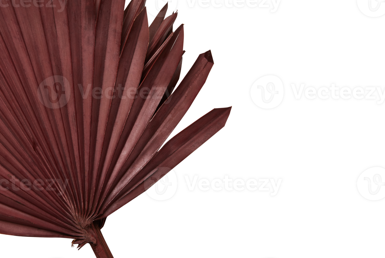 Frame Dried red palm leaves spread all over png