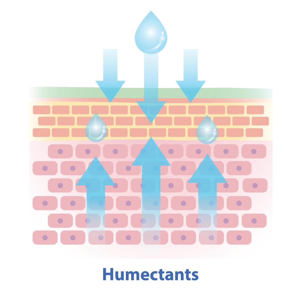 Humectants, type of moisturizer illustration on white background. Cross section of skin barrier layer draw moisture in the air into the skin and draw water from the dermis into the epidermis. vector