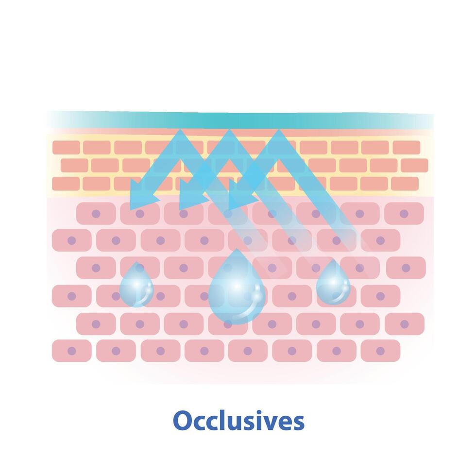 Occlusives, type of moisturizer illustration isolated on white background. Cross section of skin barrier layer create a protective seal over the skin to prevent water and moisture loss. vector
