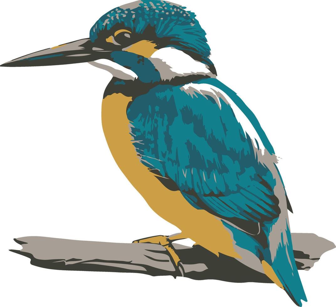 kingfisher bird illustration vector
