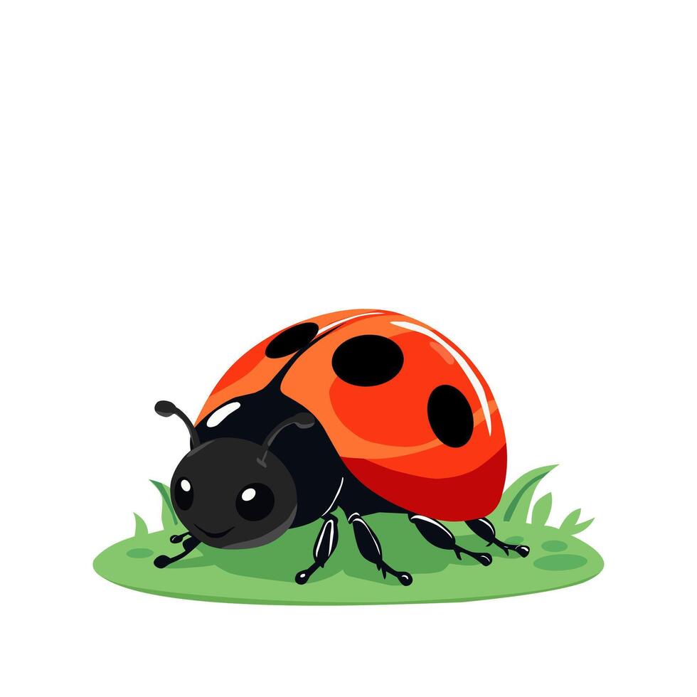 Ladybug or ladybird isolated on white background vector