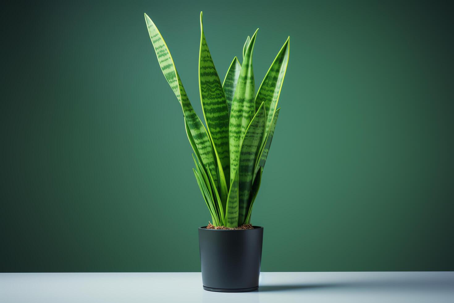 A beautiful snake plant in a black pot on a white table against a green background photo