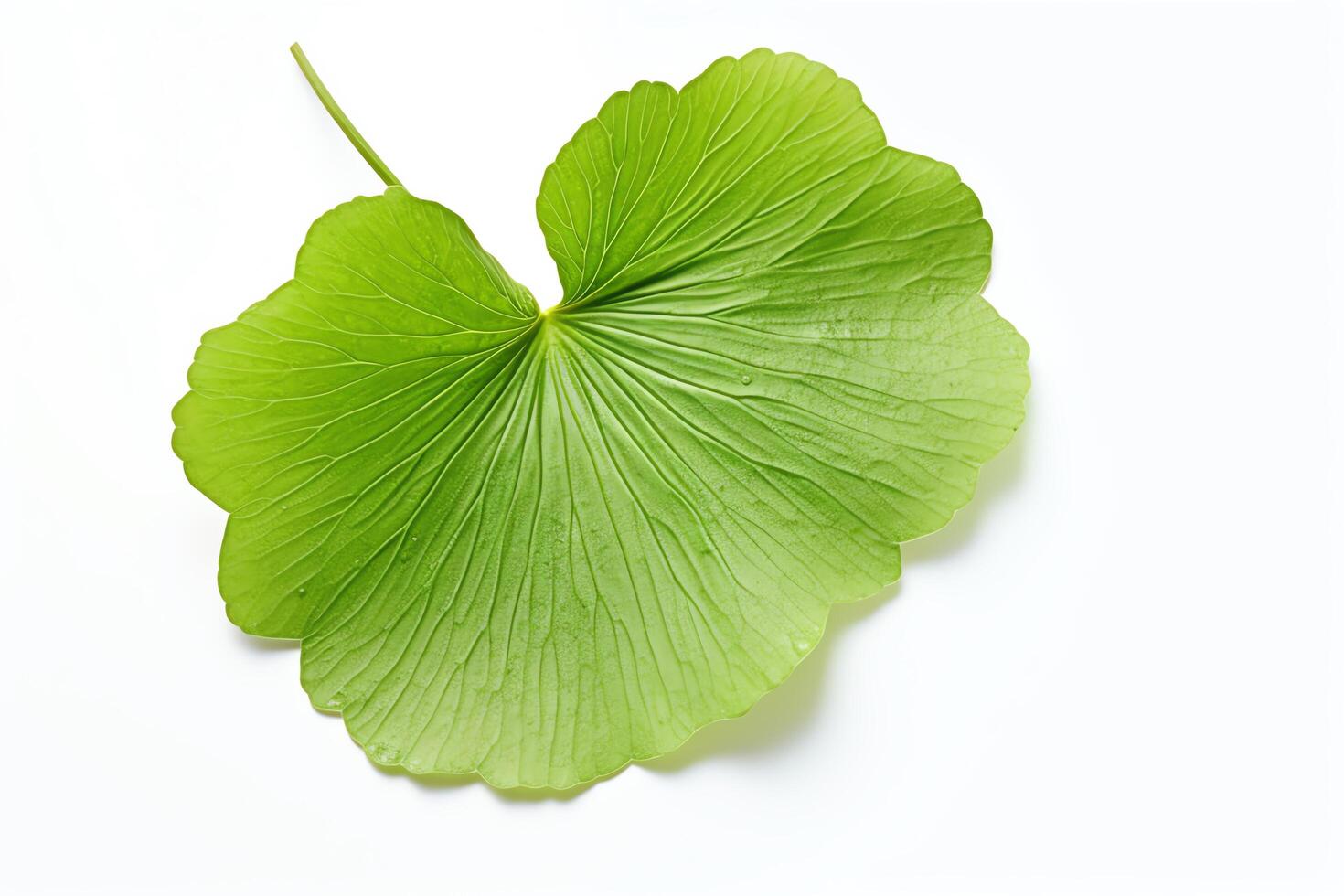A photograph of a single Ginko Biloba leaf, with the veins clearly visible photo