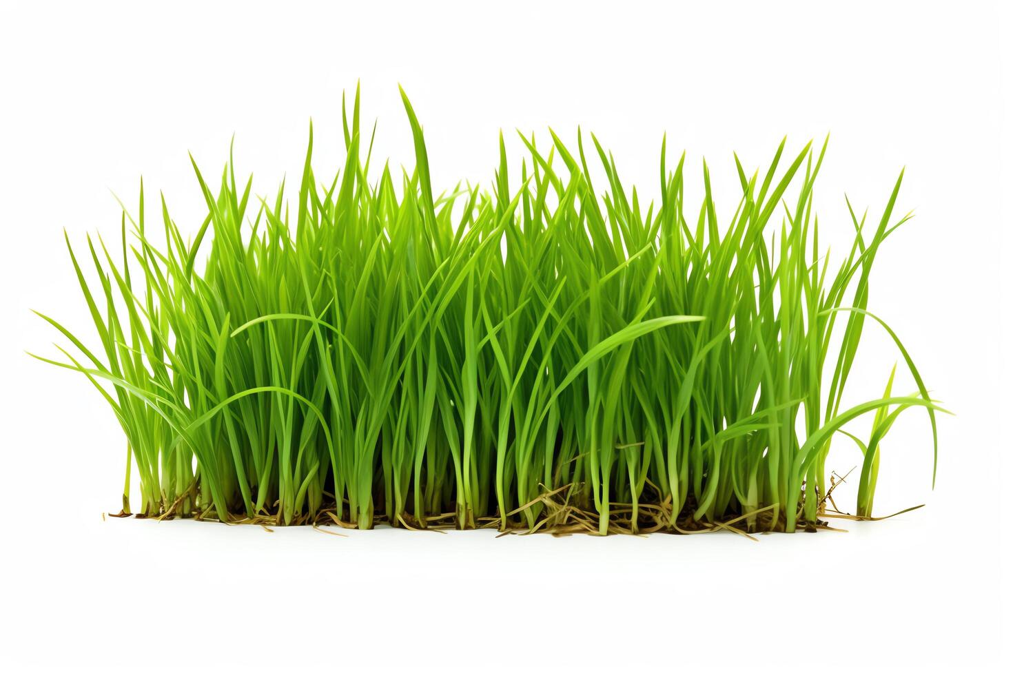 Green grass captured as a single object in DiCut style, showcased against a white background, with all watermarks, logos, letters, and shadows removed for clarity photo
