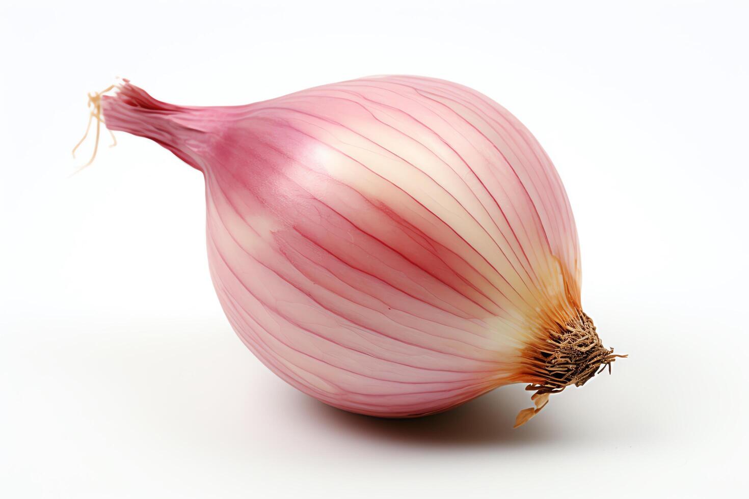 A single shallot on a white background. photo