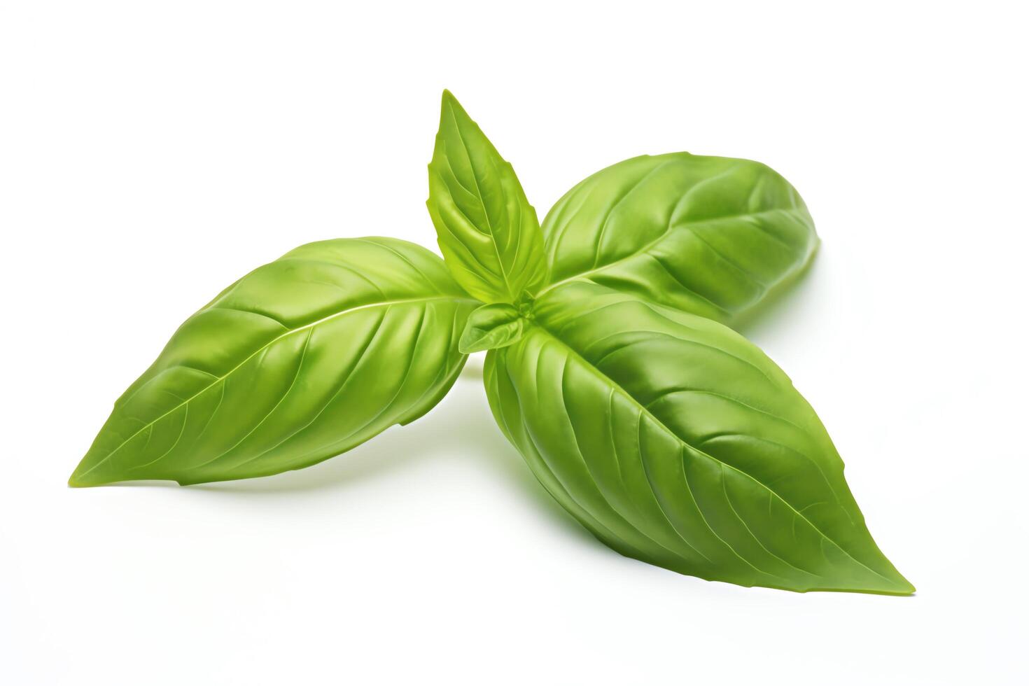 Photo of a small bunch of fresh basil leaves, isolated on a white background.