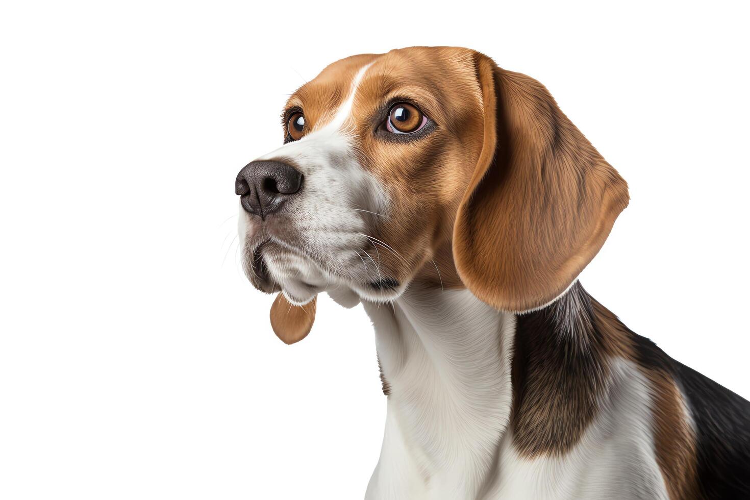 Enhance the details of the beagle's face, fur, and eyes. Make the background a light gray. Ensure the beagle is centered in the frame. photo