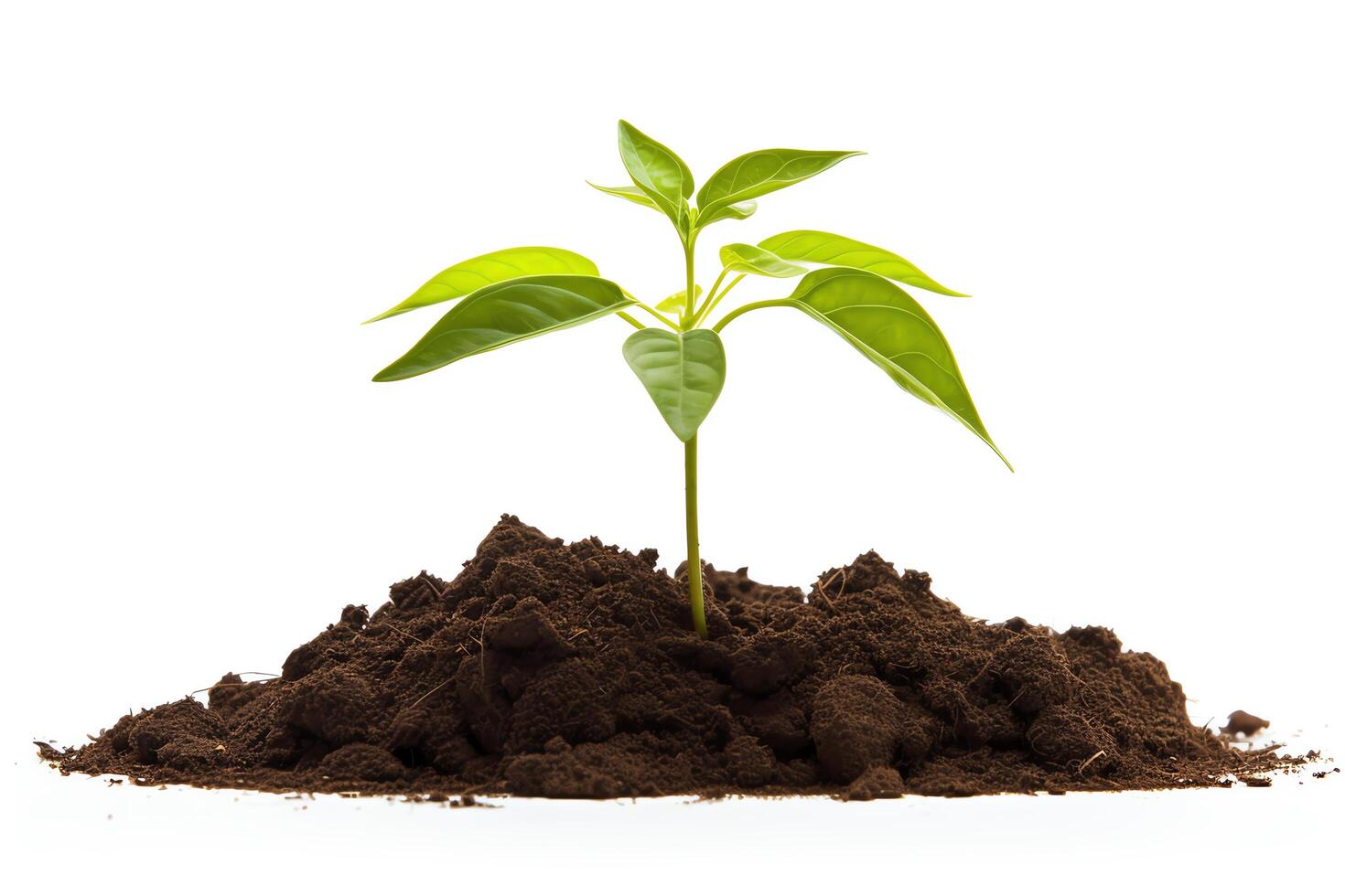 A small plant grows in a pile of rich, dark soil photo