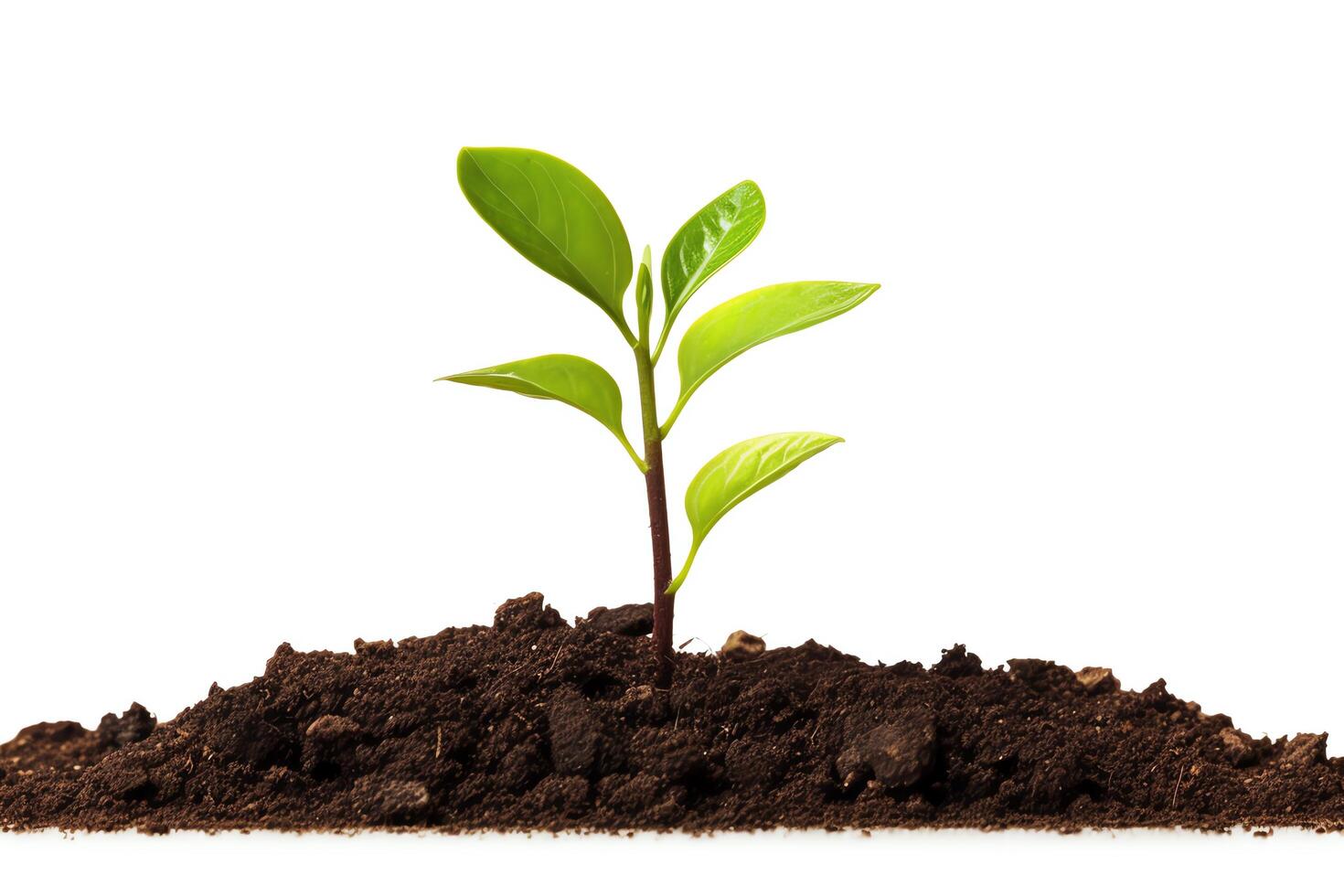 A small plant grows in a pile of rich, dark soil. The plant has two sets of leaves and is reaching towards the light. photo