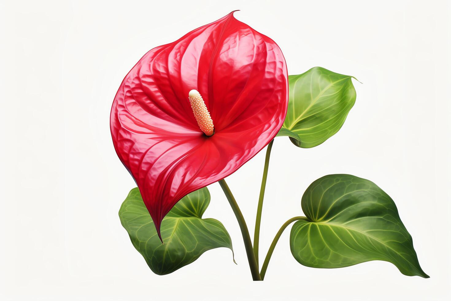 Photo of a single red Anthurium flower with stem and leaves on a white background.