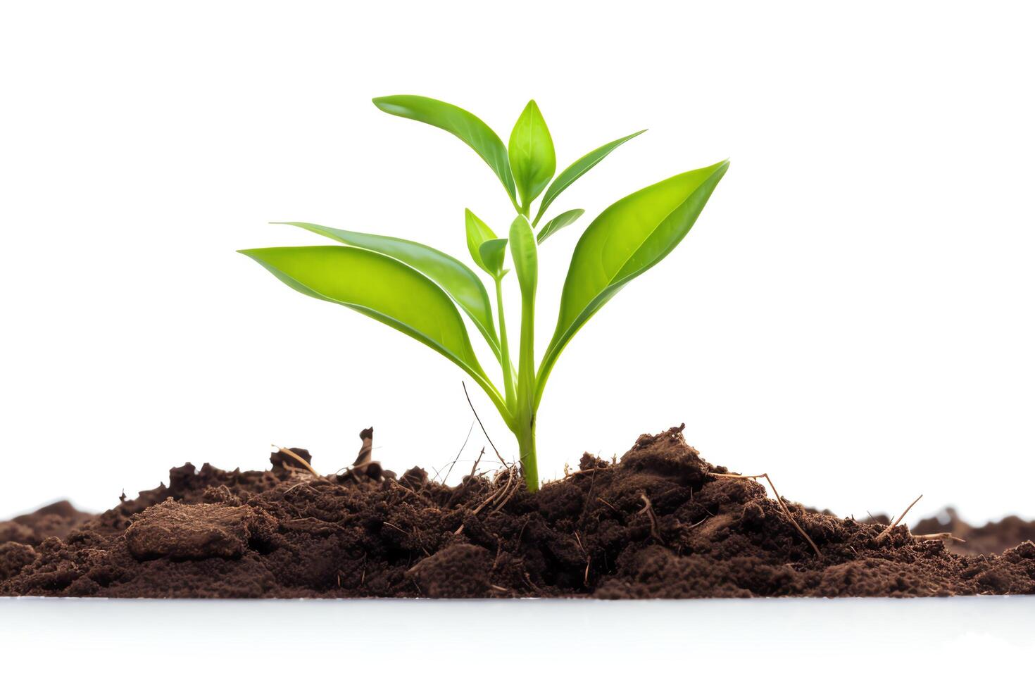 A green shoot rises from the dark soil towards the light. photo