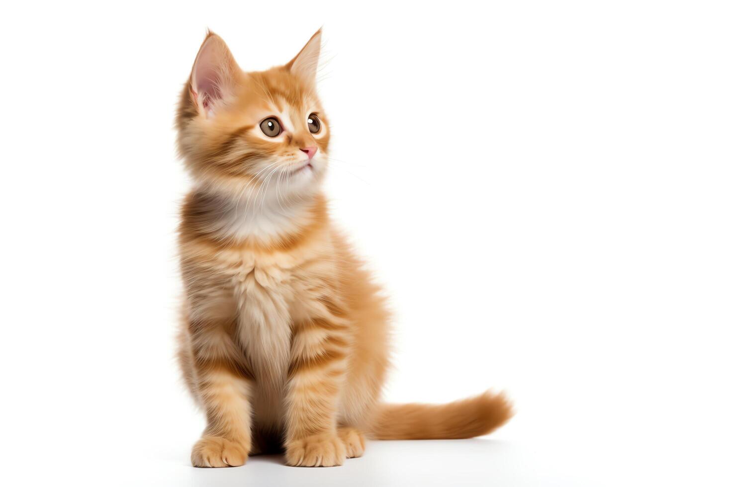 Fluffy orange tabby kitten sitting, looking curiously to the side, isolated on a white background, format for pet projects. photo