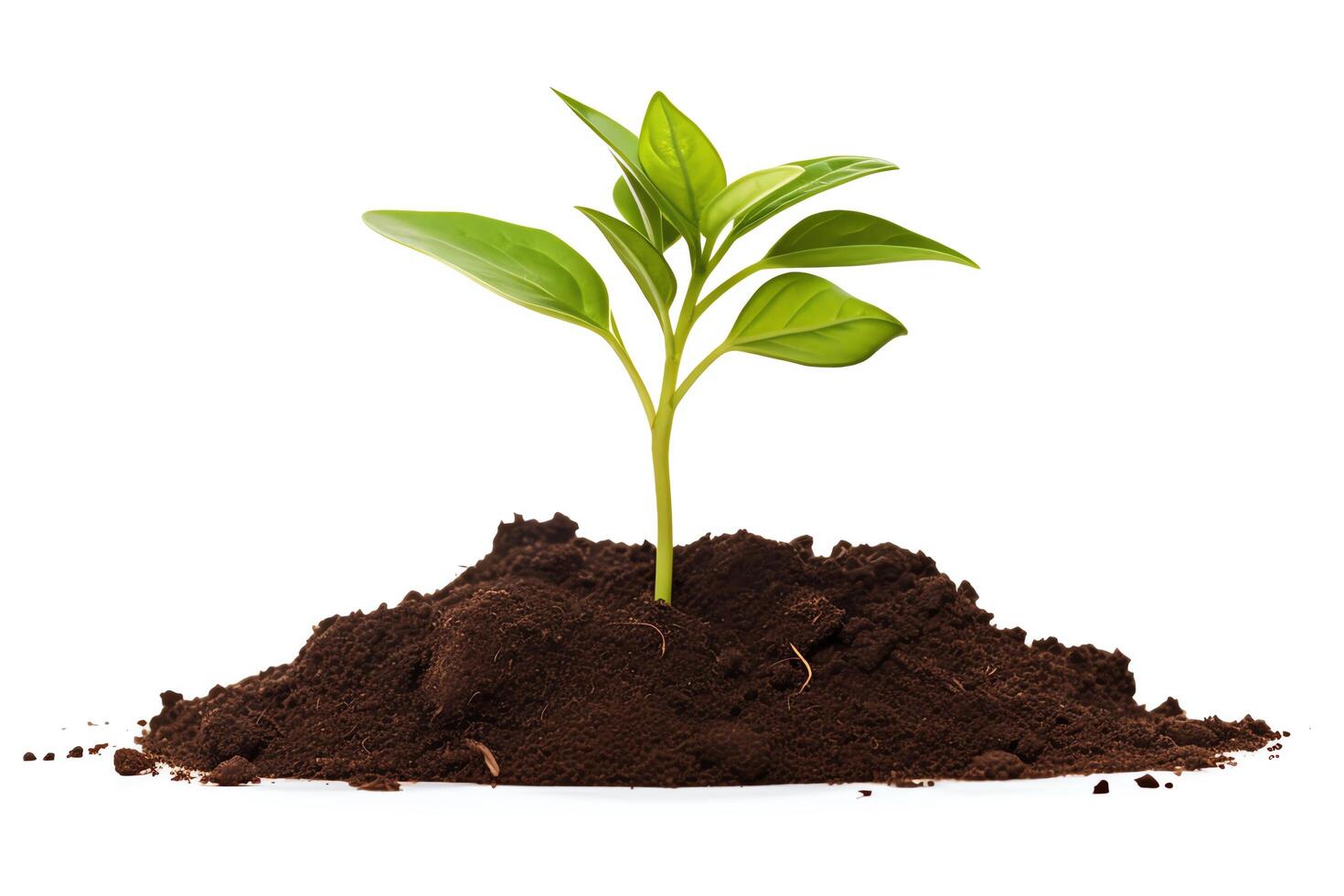 A small plant grows in a pile of rich, dark soil. The plant has bright green leaves and a strong stem. The soil is moist and fertile. The plant is healthy and growing strong. photo